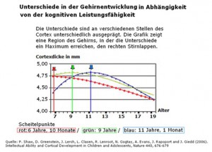 Kurve der Leistungsfähigkeit bei unterschiedlichem IQ vom Babyalter, über die Kindheit bis in die Pubertät.